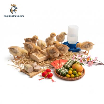 Mô Hình Nuôi Gà Chíp Cùng Phục Vụ Ngày Tết