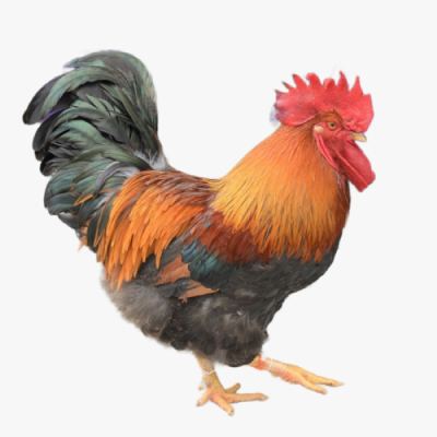 Đặc Điểm Và Nguồn Gốc Gà Chíp Tàu