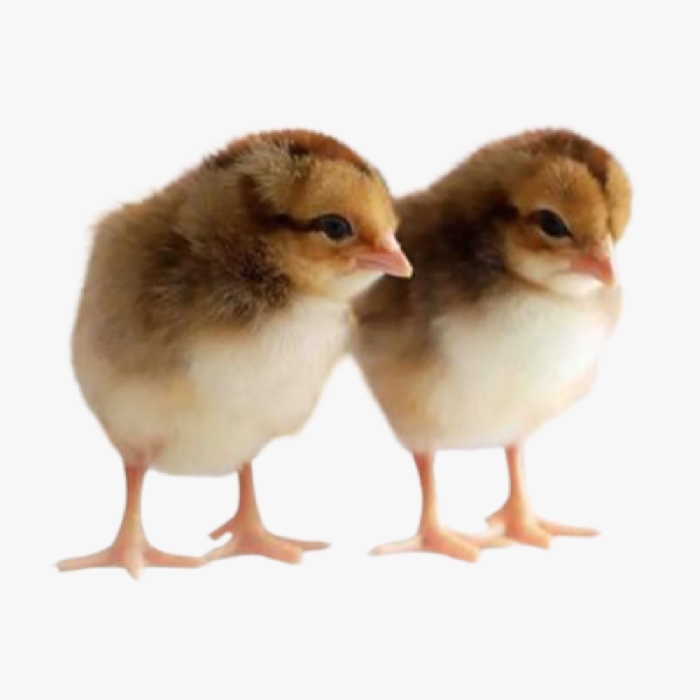 Gà Chíp Tàu Giống Mới Nở